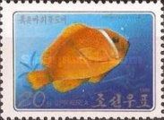 Tomato Clownfish (Amphiprion frenatus)