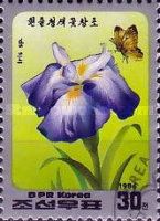 Iris sp.