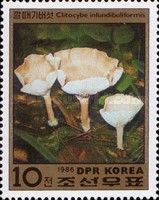 Clitocybe infundibuliformis