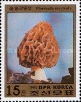 Morchella esculenta