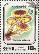 Pholiota adiposa