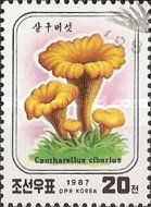 Chanterelle (Cantharellus cibarius)