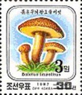 Boletus impolitus