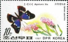 Lesser Purple Emperor and Bridewort