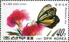 Chestnut Tiger and Cockscomb