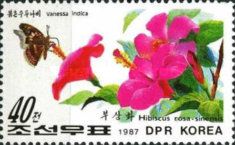 Indian Red Admiral and Chinese Hibiscus
