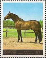Horse (Equus ferus caballus)