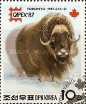 Muskox (Ovibos moschatus)