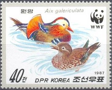 Mandarin Duck (Aix galericulata)