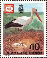 White Stork (Ciconia ciconia)