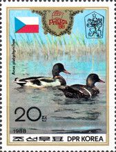 Mallard (Anas platyrhynchos)