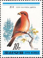 Japanese Red Crossbill (Loxia curvirostra japonica)  