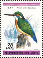 Common Kingfisher (Alcedo atthis ssp. bengalensis)