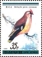 Bohemian Waxwing (Bombycilla garrulus ssp. centralasiae)