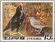 Satin Bowerbird (Ptilonorhynchus violaceus)