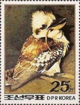 Kookaburra (Dacelo novaeguineae)