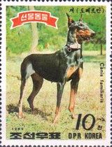 Doberman Pinscher (Canis lupus familiaris)