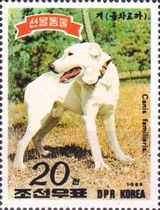 Dog (Canis lupus familiaris)