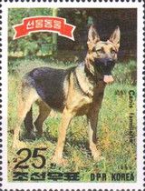 German Shepherd (Canis lupus familiaris)