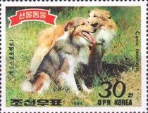 Collie (Canis lupus familiaris)