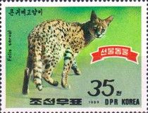 Serval (Leptailurus serval)
