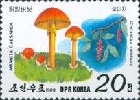 Amanita caesarea, Schizandra chinensis