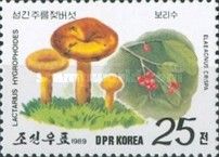 Lactarius hygrophoides, Eleacnus crispa