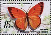 Butterfly (Colias heos)