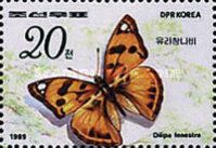 Butterfly (Dilipa fenestra)