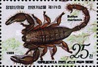Chinese Scorpion (Buthus martensis)