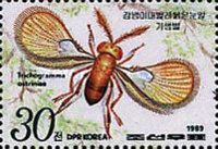 Wasp (Trichogramma ostriniae)