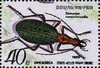 Ground Beetle (Carabus constricticollis)