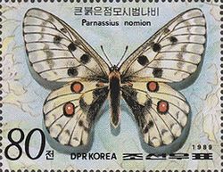 Butterfly (Parnassius nomion)