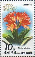 Clivia miniata