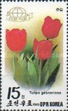 Garden tulip (Tulipa gesneriana)