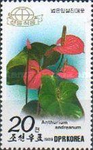 Flamingo flower (Anthurium andreanum)