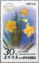 Wild daffodil (Narcissus pseudonarcissus)