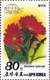 Gerbera hybrida