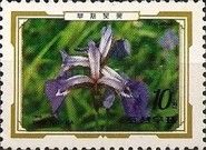 Iris setosa