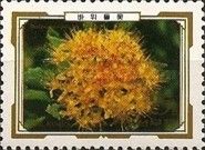 Rhodiola elongata