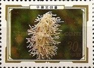 Sanguisorba sitchensis
