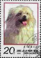 Bichon frise (Canis lupus familiaris)