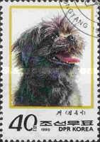 Sapsaree (Canis lupus familiaris)