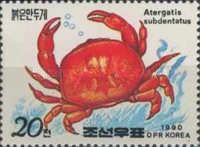 Red Reef Crab (Atergatis subdentatus)