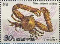 Elbow Crab (Platylambrus validus)