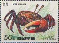 Bowed Fiddler Crab (Uca arcuata)