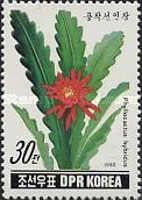 Phyllocactus hybridus