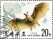 Bat, Antenna