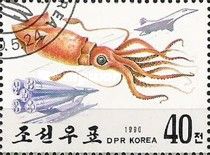 Octopus, Rocket