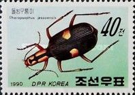 Asian bombardier beetle (Pheropsophus jessoensis)